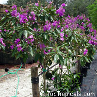 Tibouchina granulosa, Glory tree, Purple Spray Tree

Click to see full-size image