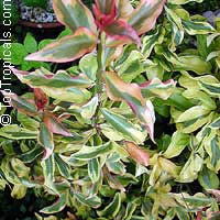 Pereskia aculeata Godseffiana, Lemon Vine, Tsunya, Perescia