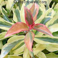 Pereskia aculeata Godseffiana, Lemon Vine, Tsunya, Perescia