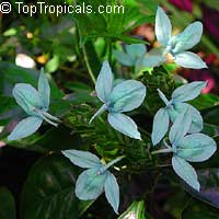 Crossandra undulifolia Shamrock (Кроссандра волнистолистная) - растение