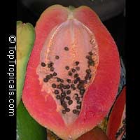 Carica papaya Red Lady (Красная Папайя) - растение