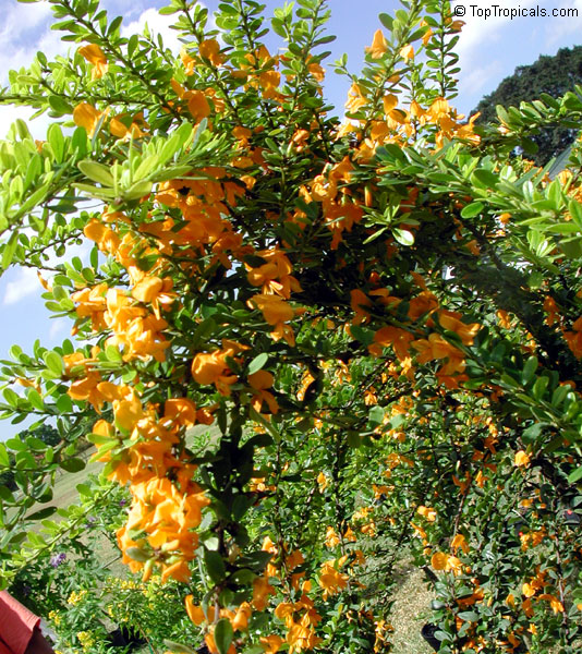 Brya ebenus - Jamaican Rain Tree