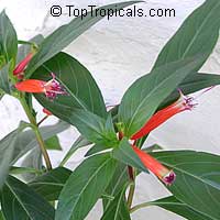 Cuphea ignea, Cigar Flower, Cigarette Plant, Firecracker Plant

Click to see full-size image