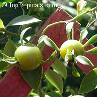 Pereskia aculeata, Barbados Gooseberry, Lemon Vine, Tsunya, Perescia

Click to see full-size image