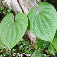 Dioscorea bulbifera, Air Potato

Click to see full-size image