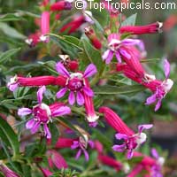 Cuphea hybrid 'Twinkle Pink', Cuphea

Click to see full-size image