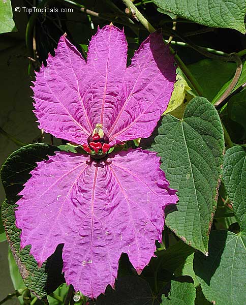 Dalechampia dioscoreifolia, Winged Beauty, Costa Rican Butterfly Vine