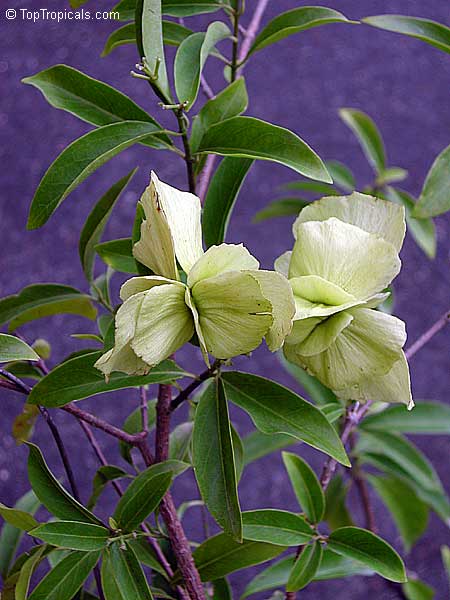 Mascagnia macroptera, Butterfly pea vine, Yellow Orchid vine, Gallinita
