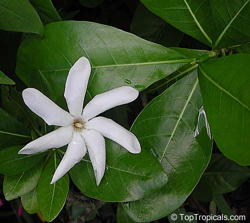 Gardenia taitensis Tiare Tahiti, Tahiti Gardenia, Star of Tahiti