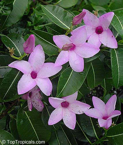 Cryptostegia grandiflora hi-res stock photography and images - Alamy