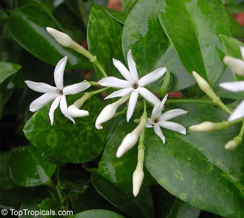 Jasminum volubile, Jasminum simplicifolium, Wax Jasmine, Australian Wax Jasmine