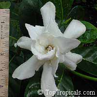Gardenia taitensis Heaven Scent (double flower)

Click to see full-size image