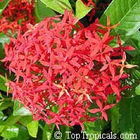 Ixora coccinea, Jungle flame, Needle flower, Flame of the Woods, Jungle Geranium

Click to see full-size image