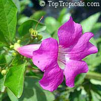 Saritaea magnifica, Glowvine, purple bignonia, saritaea

Click to see full-size image