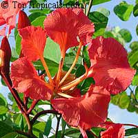Bauhinia galpinii - seeds

Click to see full-size image