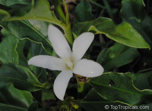 Mitriostigma axillare, Gardenia citriodora, African Gardenia