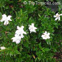 Gardenia radicans, Gardenia prostrata, Dwarf Gardenia Radicans