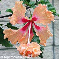 Hibiscus El Capitolio Tequila Sunrise, Hibiscus