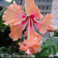 Hibiscus El Capitolio Tequila Sunrise, Hibiscus
