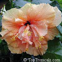 Hibiscus Zephyr Marshmallow, Hibiscus

Click to see full-size image