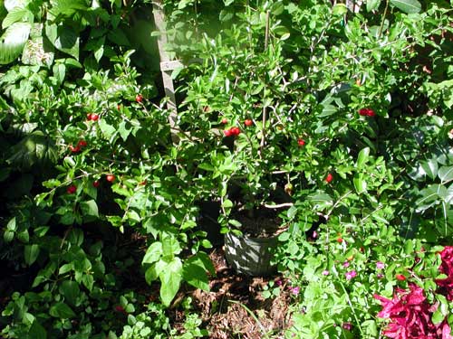 Malpighia glabra, Barbados Cherry, Acerola, Malphigia, Cerejeira