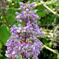 Cornutia grandifolia, Tropical Lilac, African Lilac, Jamaican Lilac

Click to see full-size image