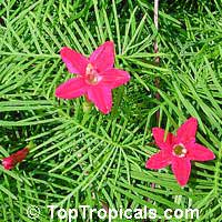 Ipomoea quamoclit, Cupid's Flower, Cypress Vine, Cypressvine Morning-glory, Star of Bethlehem, Star-glory, Sweet-willy

Click to see full-size image