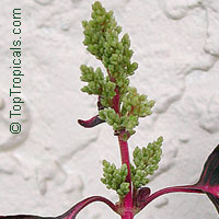 Iresine sp., Beefsteak Plant, Chicken Gizzard, Blood Leaf

Click to see full-size image