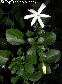 Jasminum angulare, South African Jasmine

Click to see full-size image