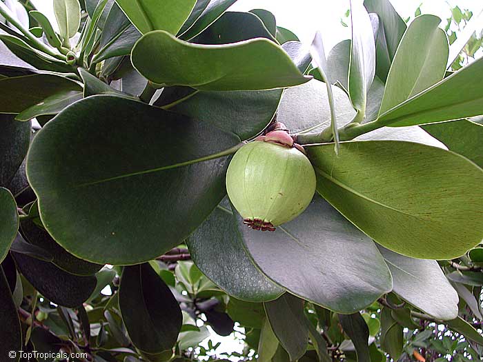 Clusia rosea, Copey, Balsam Apple, Pitch Apple, Autograph tree