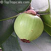 Clusia rosea, Copey, Balsam Apple, Pitch Apple, Autograph tree

Click to see full-size image