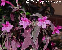 Ruellia makoyana, Dipteracanthus makoyanus, Dipteracanthus devosianus, Monkey flower, Monkey Plant, Trailing Velvet Plant

Click to see full-size image