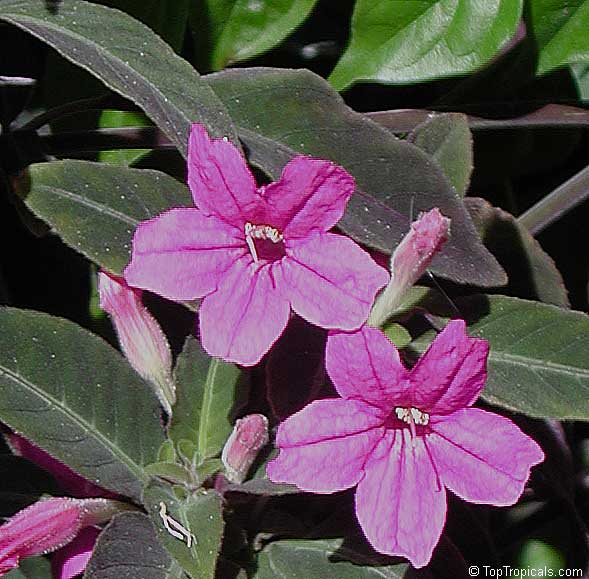 Ruellia makoyana, Dipteracanthus makoyanus, Dipteracanthus devosianus, Monkey flower, Monkey Plant, Trailing Velvet Plant