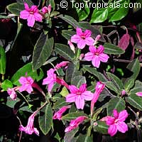 Ruellia makoyana, Dipteracanthus makoyanus, Dipteracanthus devosianus, Monkey flower, Monkey Plant, Trailing Velvet Plant

Click to see full-size image