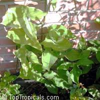 Syngonium macrophyllum (?), Arrowhead Vine

Click to see full-size image