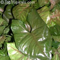 Syngonium podophyllum, Arrowhead vine, Nephthytis, African evergreen

Click to see full-size image