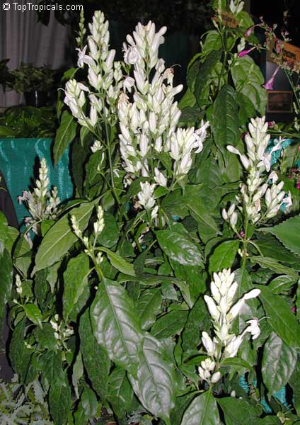 Whitfieldia elongata, Whitfieldia longiflora, Ruellia longifolia, White Candles