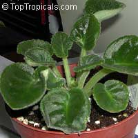Saintpaulia ionantha, African violet

Click to see full-size image