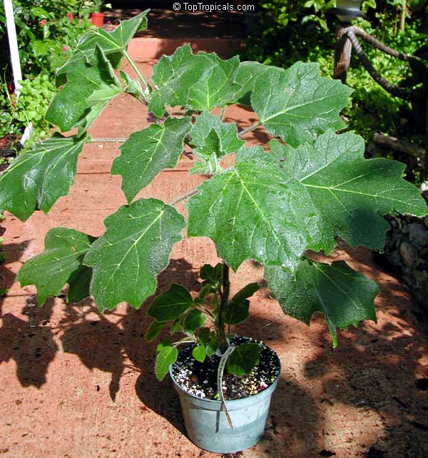 Solanum mammosum, Nipple Fruit, Tit Plant, Apple of Sodom, Terong