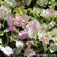 Bougainvillea Double Imperial Delight, Pinky-White variegated

Click to see full-size image