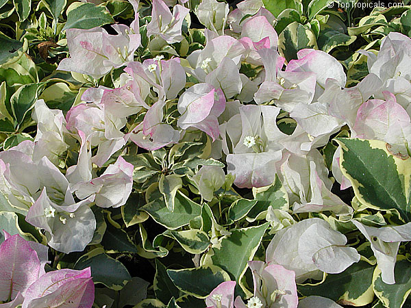 Bougainvillea Double Imperial Delight, Pinky-White variegated