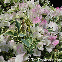 Bougainvillea Double Imperial Delight, Pinky-White variegated

Click to see full-size image