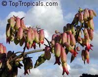 Bryophyllum pinnatum, Kalanchoe pinnata, Bryophyllum calycinum, Bahamas Breath Plant, Hawaiian Air Plant

Click to see full-size image