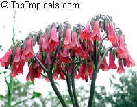 Kalanchoe serrata, Bryophyllum serratum, Kalanchoe Magic Tower

Click to see full-size image