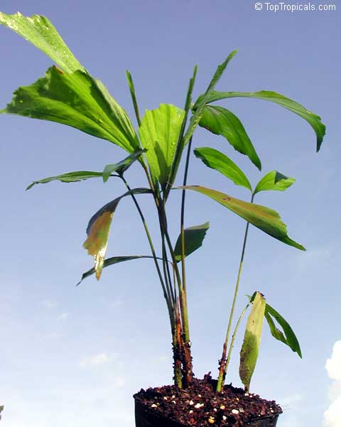 Caryota mitis, Fish Tail Palm. 1 y.o. seedling