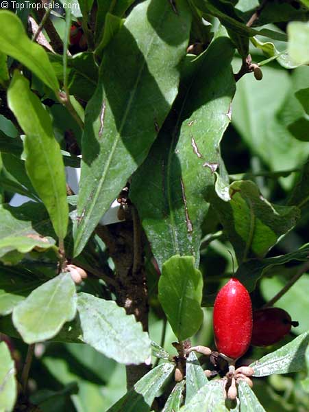Synsepalum dulcificum, Richardella dulcifica, Miracle Fruit