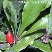 Synsepalum dulcificum, Richardella dulcifica, Miracle Fruit

Click to see full-size image