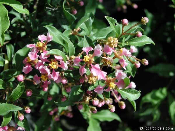 Malpighia punicifolia Nana, Barbados-Cherry, Acerola, Dwarf Pink Mound, Malphigia, Cerejeira