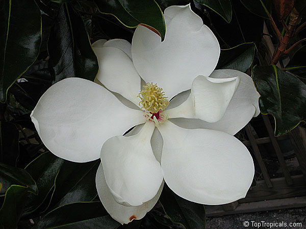 Magnolia grandiflora, Southern Magnolia, Bull Bay. Cultivar 'Little Gem'