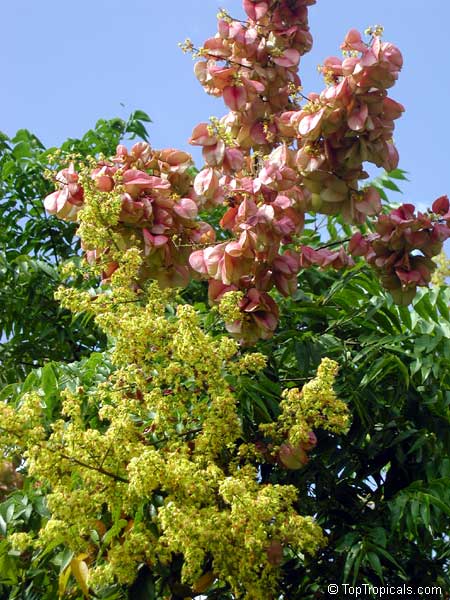 Koelreuteria paniculata, Golden Rain Tree, Varnish tree, Chinese Flam